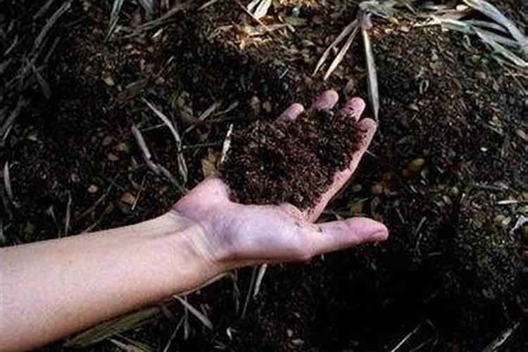 百合花适合祭祀吗