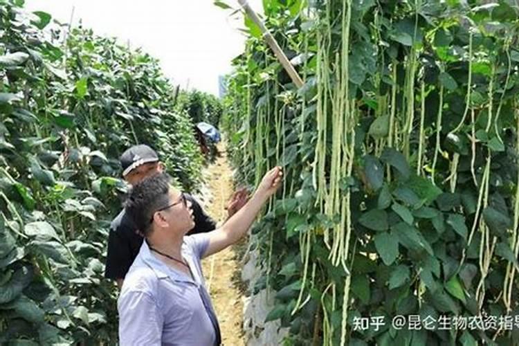 莱豆中后期补锌可推期乘摘期吗就是要晚一点收割
