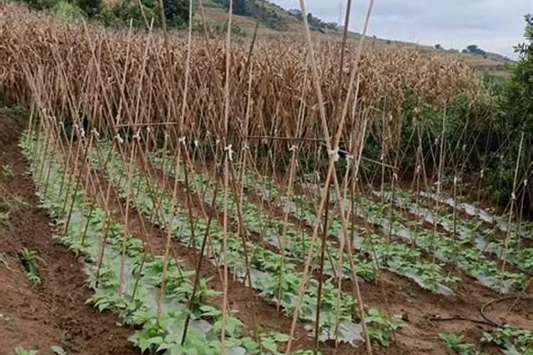 青枣种植效益怎么样