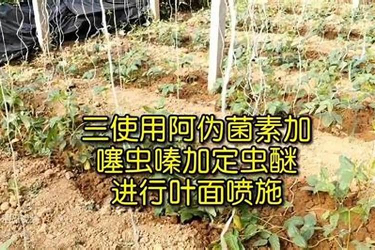 豆角喷什么叶面肥好