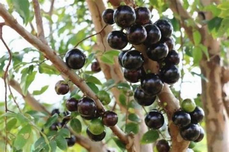 种花怎么样施肥