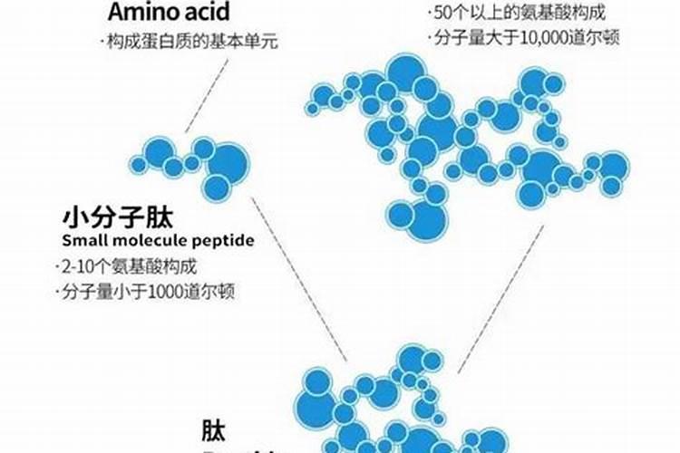 氨基酸、多肽、鱼蛋白有什么区别,又有什么关联？