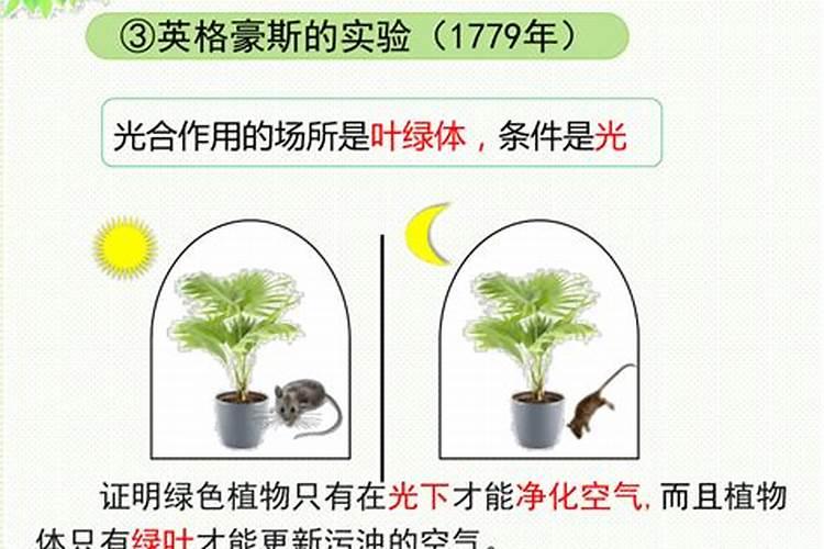 盆栽绿萝夜间能释放氧气吗？