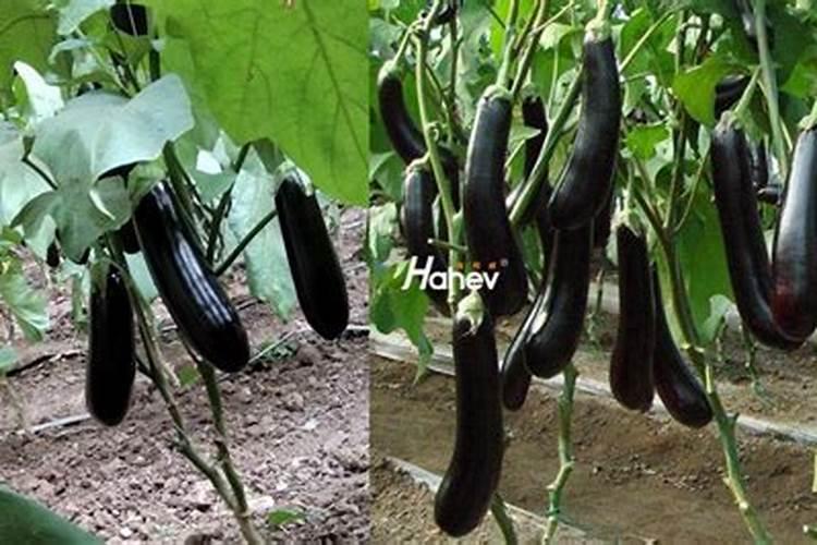 在大树下比在遮阳伞下凉爽的原因