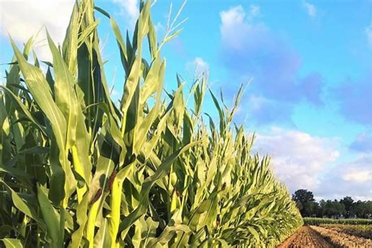 苹果树施肥最佳时间和方法及配方