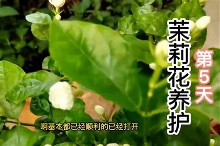 笋壳有什么用途