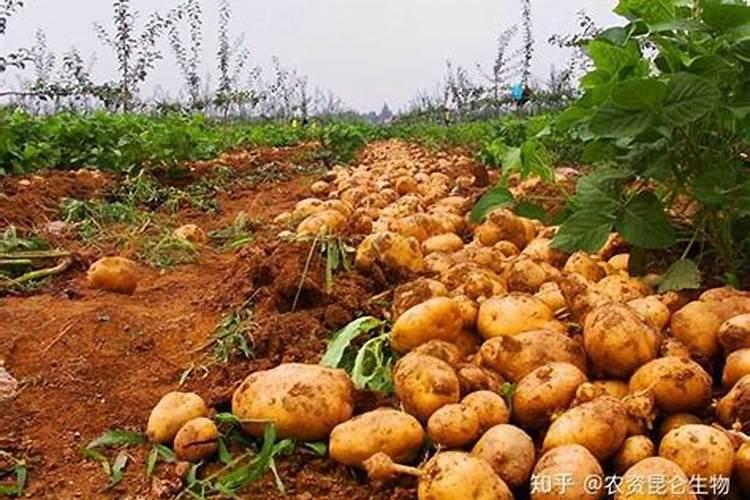 土豆最后一次施肥什么时候 如何追肥才能高产