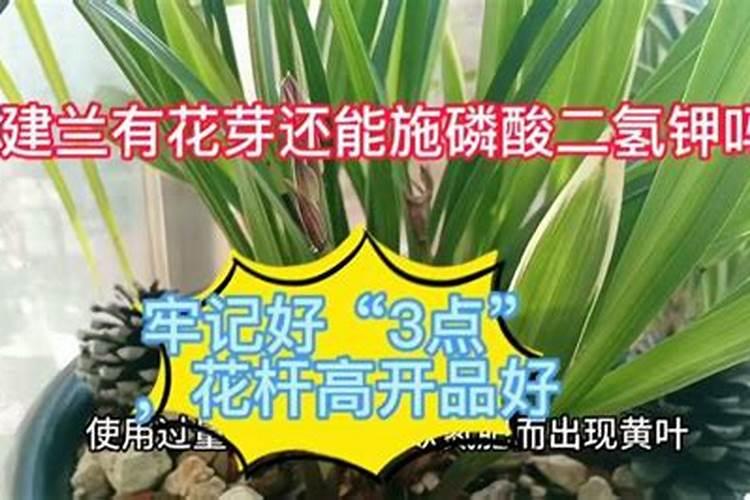 建兰什么时候用磷酸二氢钾催花(叶面施肥好还是浇灌好)