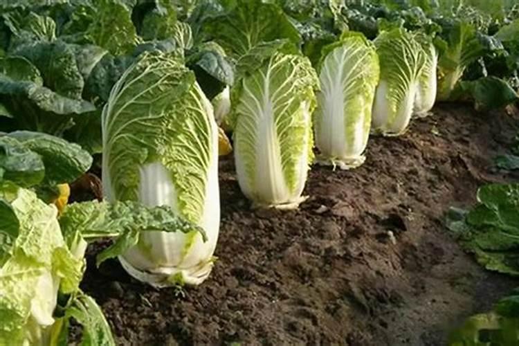 想让水溶肥发挥最大的效果,一定要遵守这些细节