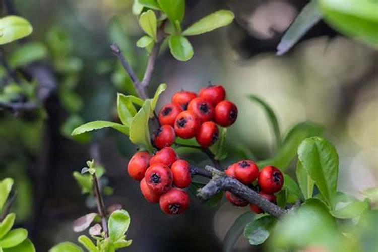 火棘用什么肥料长得快