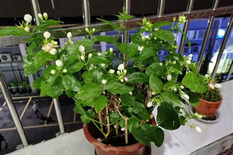 铁线莲施什么肥最好