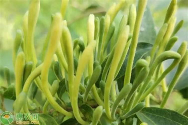 荔枝专用叶面肥什么好？