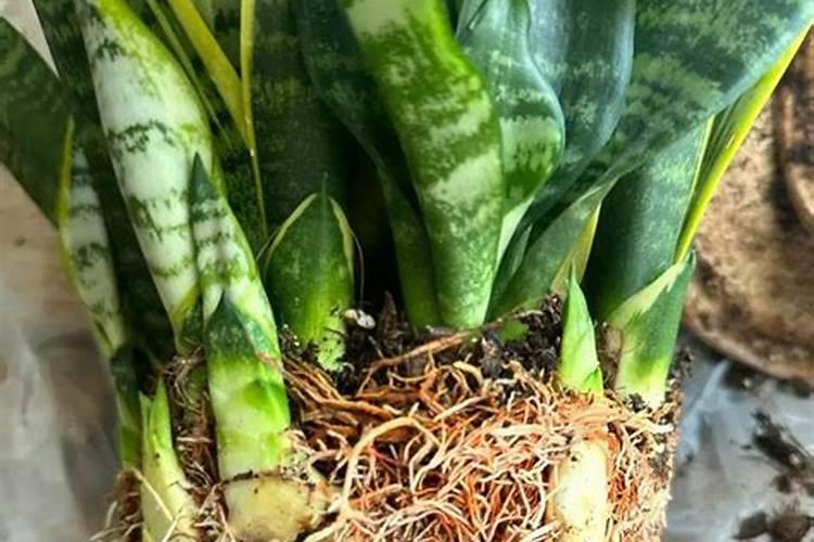 黄豆喜欢什么肥料