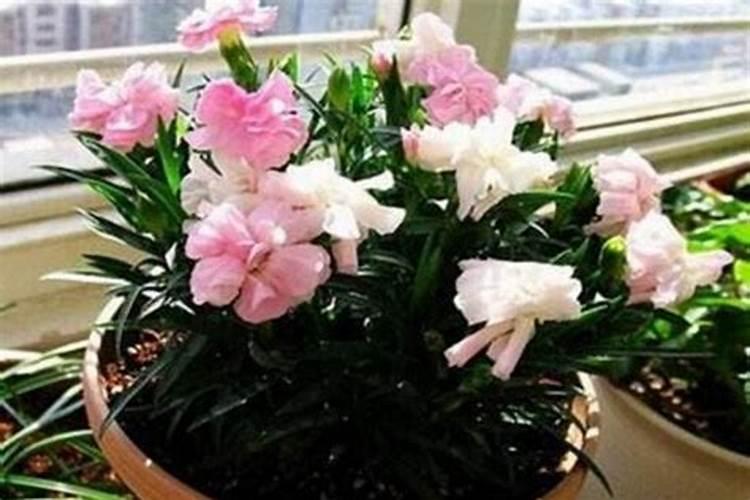 康乃馨怎么催开,补光并施加磷钾肥