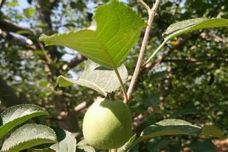 龙沙宝石爬藤月季怎么养？ 龙沙宝石爬藤月季的养殖方法