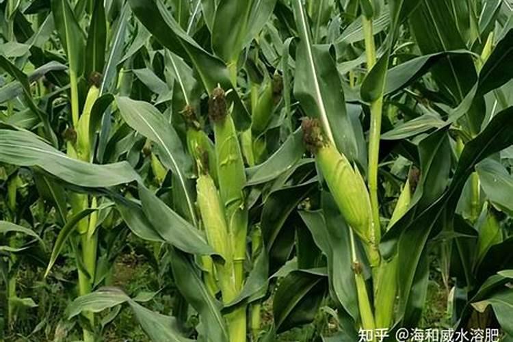 玉米打什么叶面肥最好