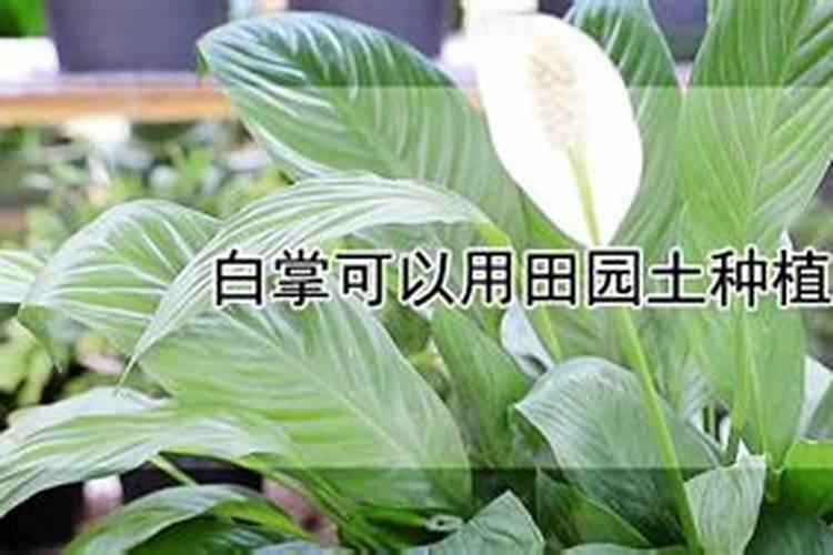 白掌花怎么养(花卉白掌的养殖方法与管理)