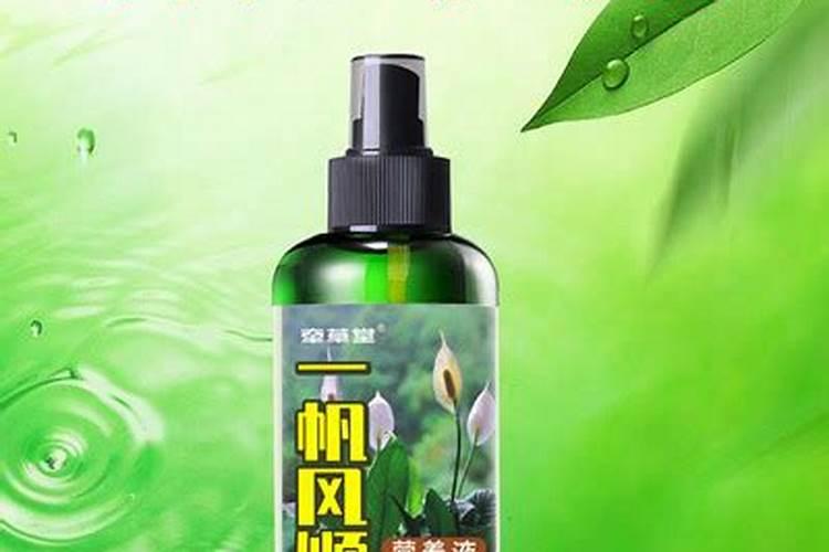 白掌好养活吗