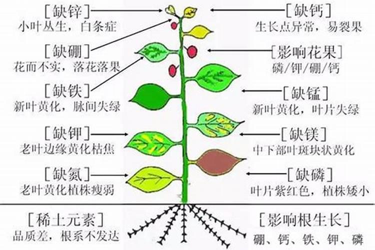 豆角施什么肥最好