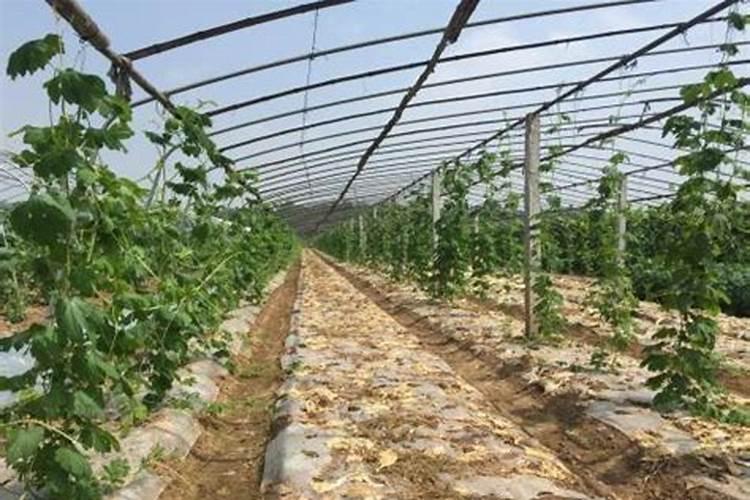 如何自制钾肥 自制钾肥用什么原料