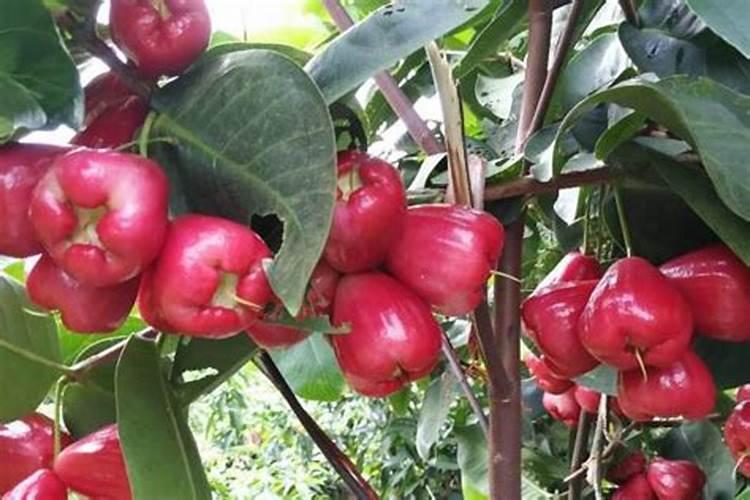 磷酸二铵种在玉米地肥效多久