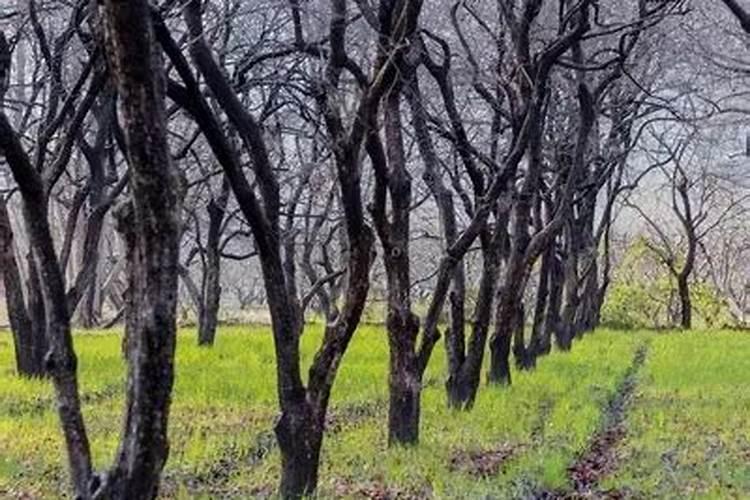 果实增甜最佳方法所需时间周期是多久