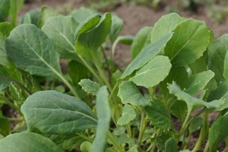 青菜有虫用什么方法可以杀虫 青菜有虫可以用哪些方法杀虫