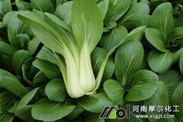 小青菜追过尿素2天可以打叶面肥吗
