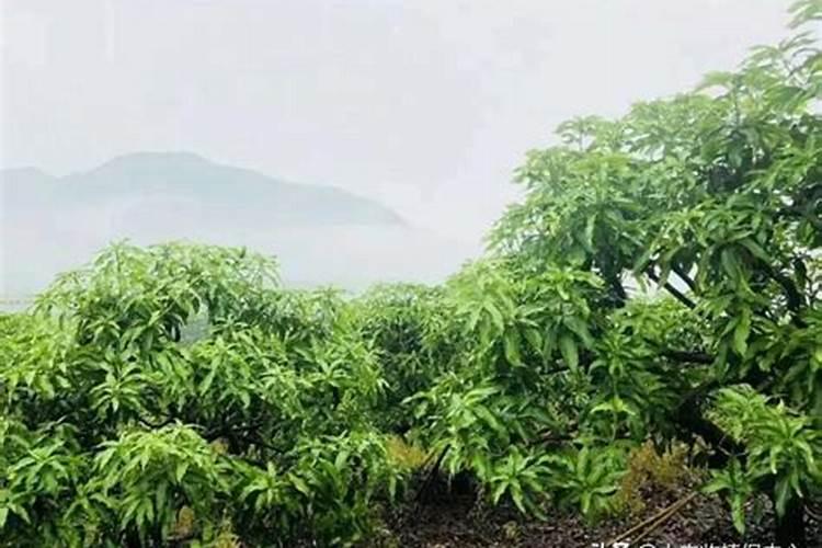 高磷肥料对植物的作用