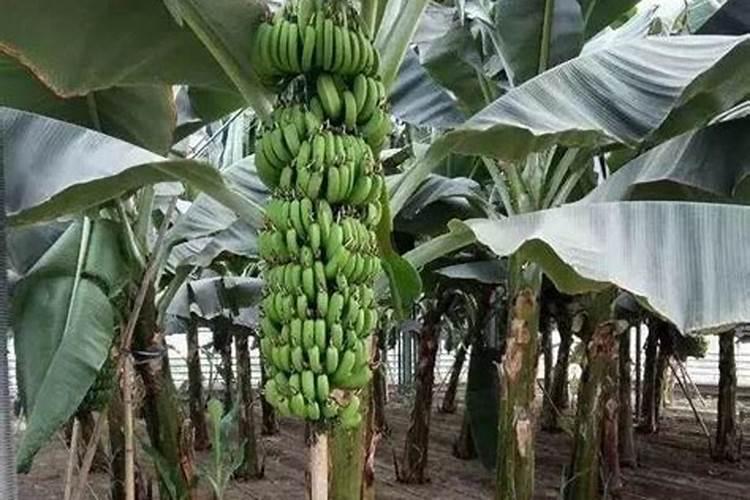 香蕉在什么时候施肥最好