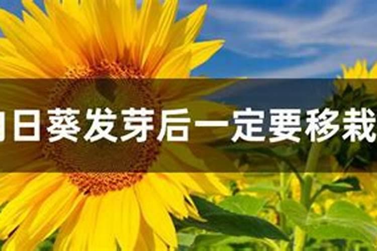 向日葵小苗多久浇一次水