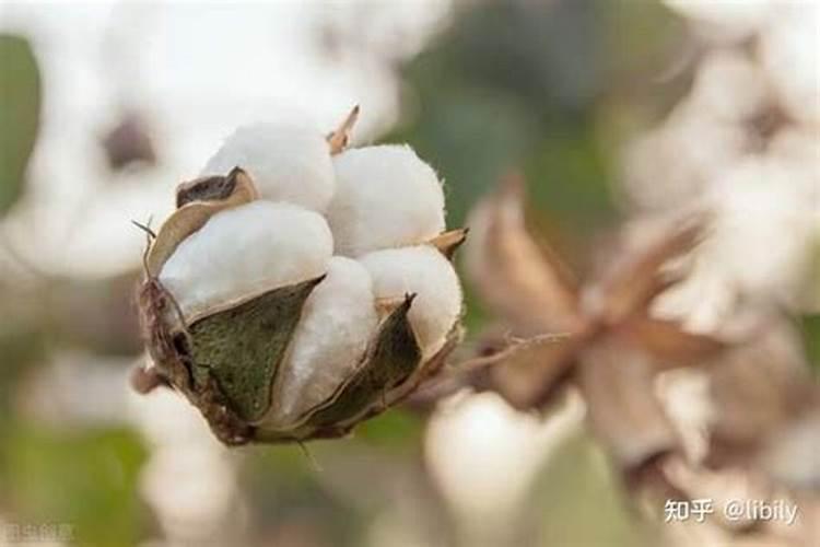 如何正确选择棉花叶面肥？施用肥料时需要注意什么？