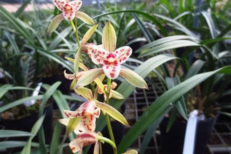 小麦盛花期可以打药吗