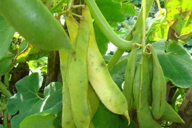 白芸豆花期可以打叶面肥吗？