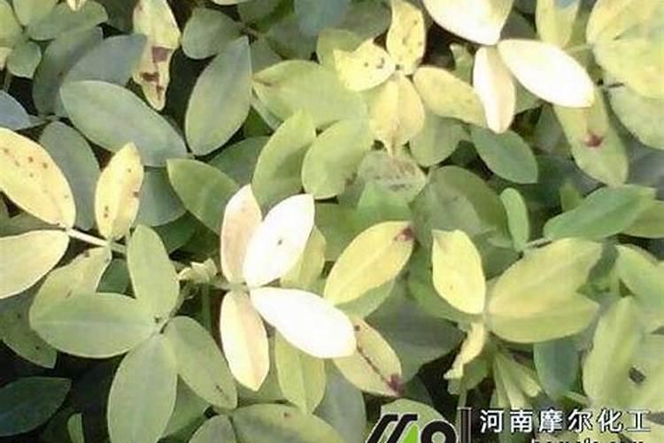 专治花生黄叶病的特效药