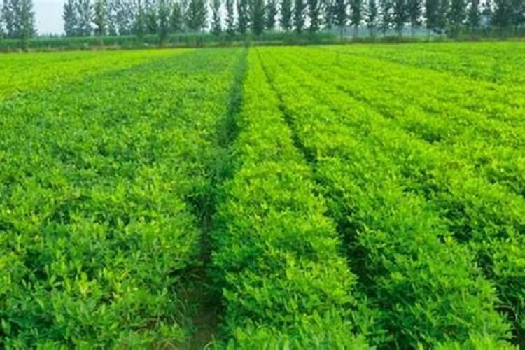 花生黄叶子是怎么回事该喷什么药