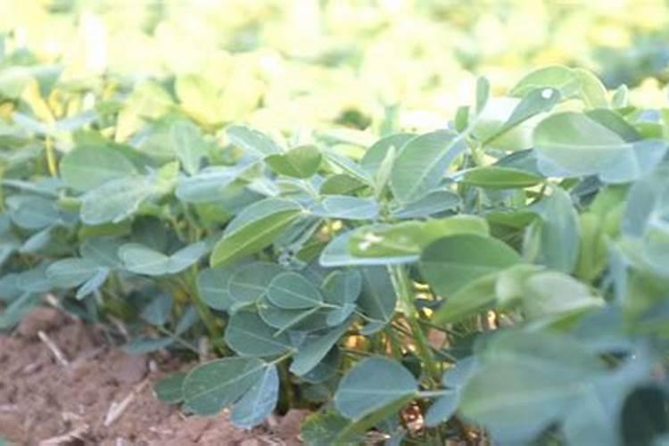花生幼苗可以喷叶面肥吗 使用什么肥料好