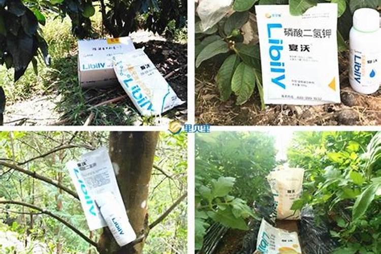 龙眼树枯死了怎么救活？