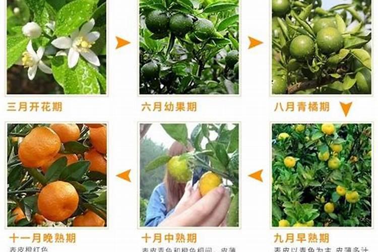 怎样用尿素给韭菜追肥？