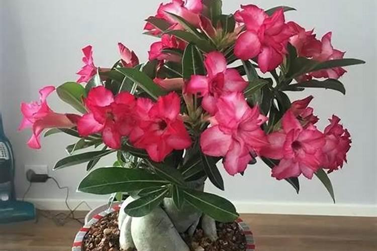 沙漠玫瑰怎样施肥