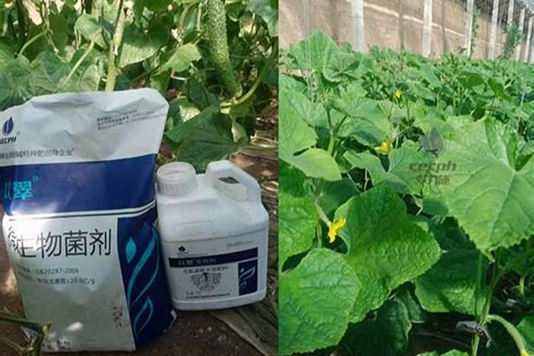 真正的老蓝水翡翠市场价位是多少