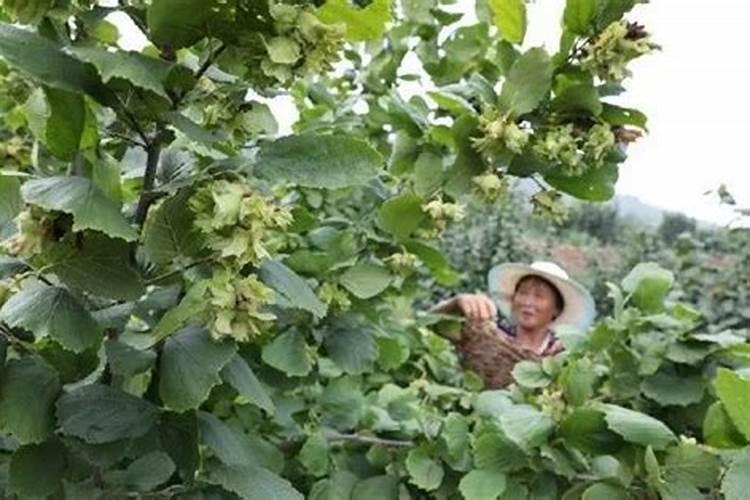 钙镁磷肥使用注意事项