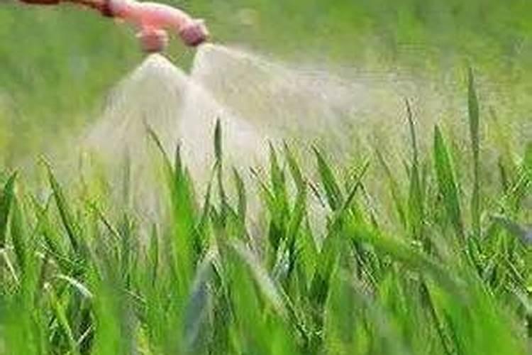 绿豆的生长过程(附图片)