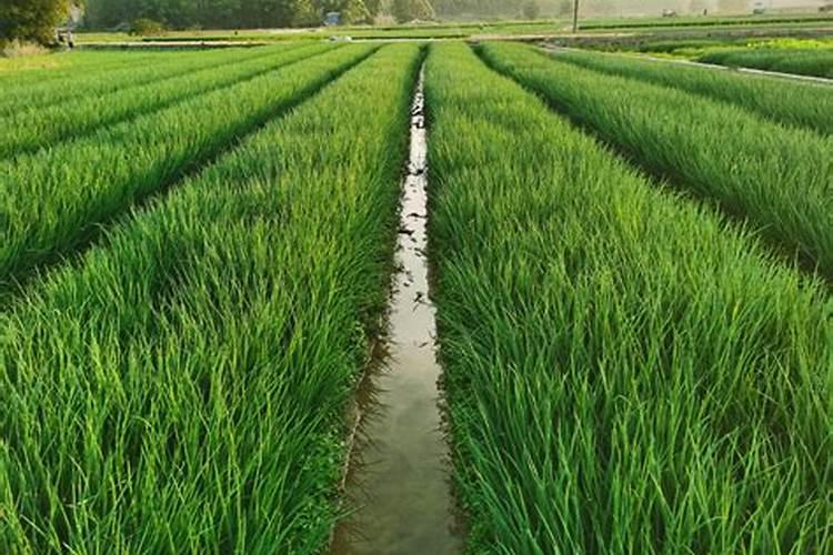 草坪种植后怎样浇水