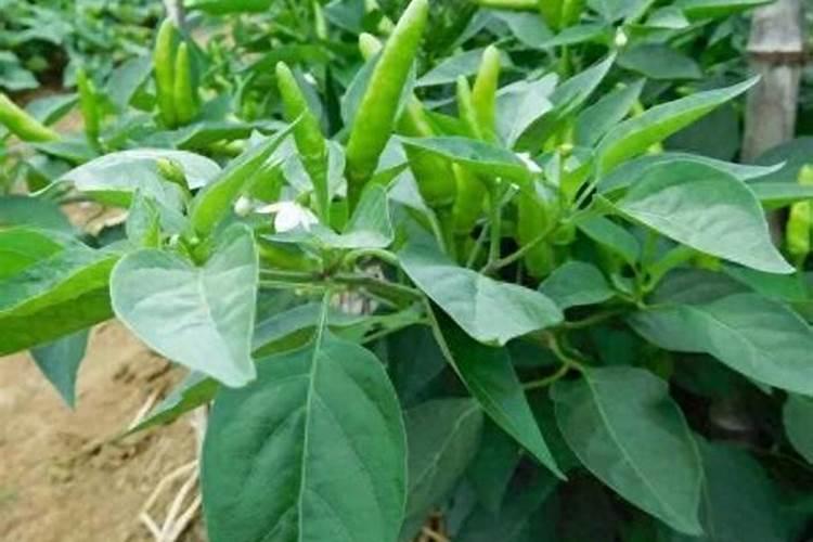 芸苔素14,24,28的区别是什么？