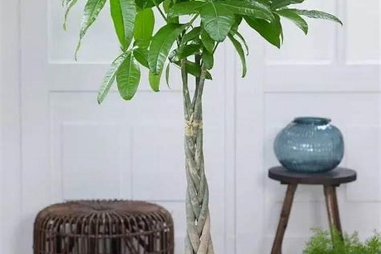 发财树春天施肥方法