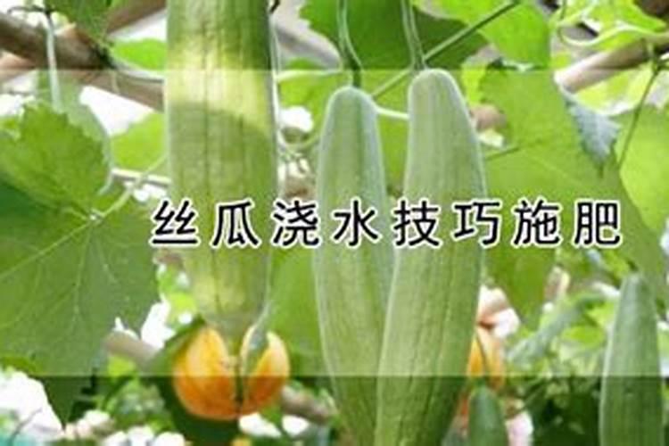 丝瓜可以用氯化钾施肥吗？