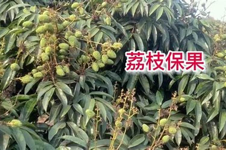茶花树施什么肥料最好