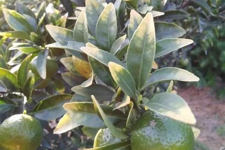 养花可不可以用尿素;花盆里的花能施尿素吗