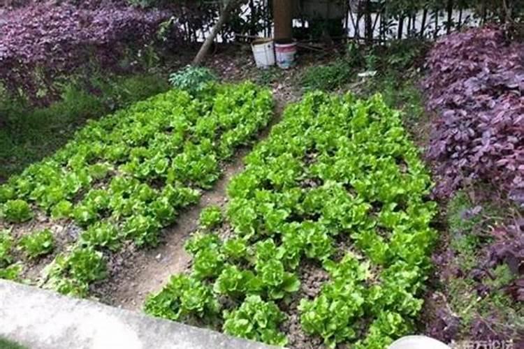 磷肥的分类有哪些？